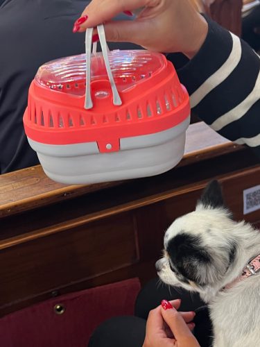 261004 Gezinsviering met dierenzegening